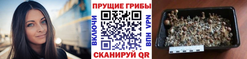 Галлюциногенные грибы прущие грибы  Бахчисарай 